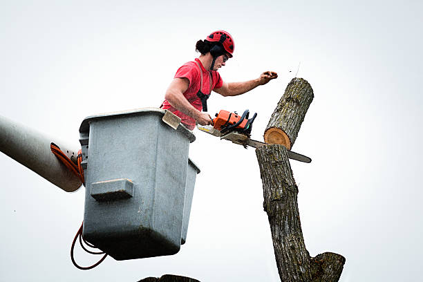 Professional Tree Removal Services in Pelican Bay, FL